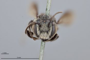 Media type: image;   Entomology 25436 Aspect: head frontal view